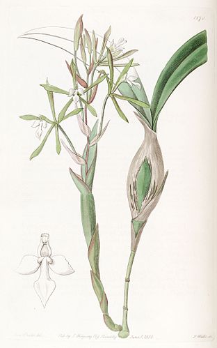 Coilostylis clavata